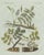 Original antique botanical print of rubber and gum arabic trees by bertuch, 1802 original antique hand-colored copper...