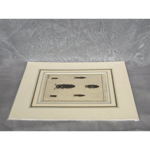 Black 18th Century Hand-Colored Entomology Art Print For Sale - Image 8 of 13