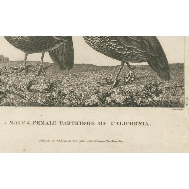California Quail Pair – Male and Female Partridge of California, Antique Bird Print This fine early ornithological...