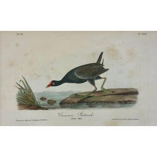 1840 Colored Lithograph of the Common Gallinule by John James Audubon For Sale