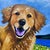 Joy Runs Free, Acrylic, Unique, Contemporary, Realistic Dog Painting byMadoti Oluwadamilare (2026), Acrylic on Canvas For Sale - Image 6 of 6