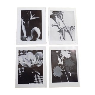 Vintage Photographic Prints-Botanicals-Man Ray-Surrealism-Set of 4 For Sale