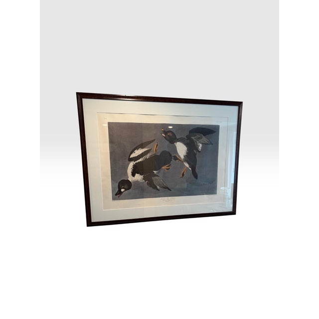 Large Framed John James Audubon Golden-Eyed Duck Primordial Folio Print This striking, large-scale museum exhibition print...