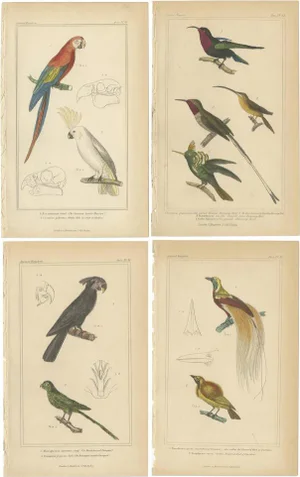 Cuvier, Horned Parrakeet, Scarlet Macaw and Others, 1834, Paper, Set of 4