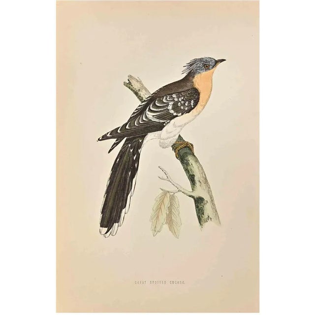 Great Spotted Cuckoo is a modern artwork realized in 1870 by the British artist Alexander Francis Lydon (1836-1917) ....
