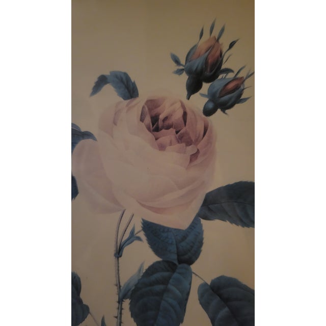 Mid 20th Century After Pier Joseph Redoute Pair of Framed Botanic Rose Prints For Sale - Image 5 of 12