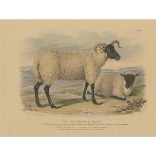 After W. Nicholson, Ewe and Lamb of the Norfolk Breed, 1841, Lithograph on Paper For Sale