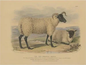 After W. Nicholson, Ewe and Lamb of the Norfolk Breed, 1841, Lithograph on Paper