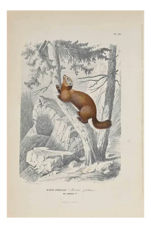 Paul Gervais, The Squirrel, Original Lithograph, 1854