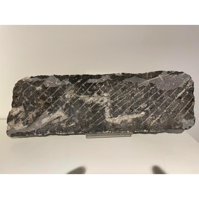 Large Orthoceras Slab For Sale - Image 4 of 5