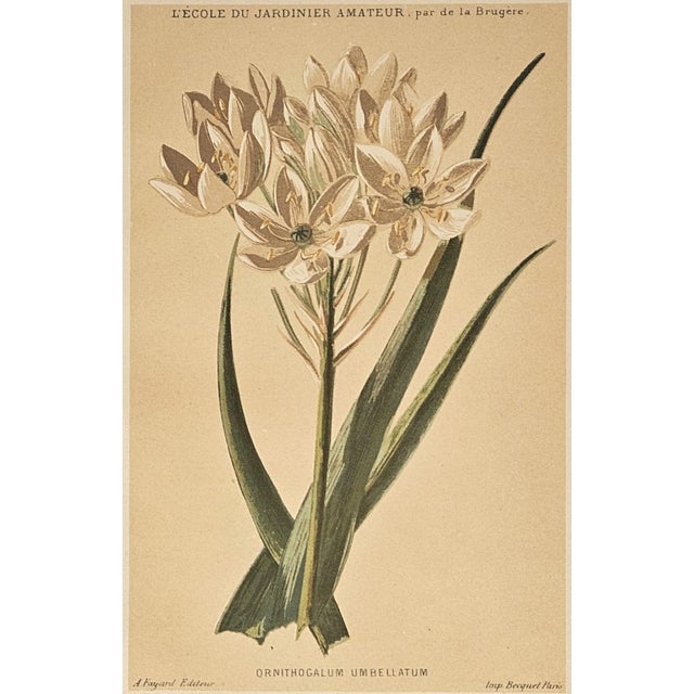 Late 19th Century 1880 Set of 2 French Anitque Botanical Chromolithographs For Sale - Image 5 of 5