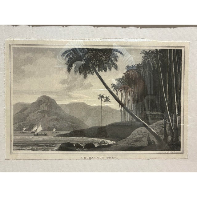 Decorative framed botanical landscape print by Natural Curiosities, reproducing a historical illustration titled “Cocoa-...