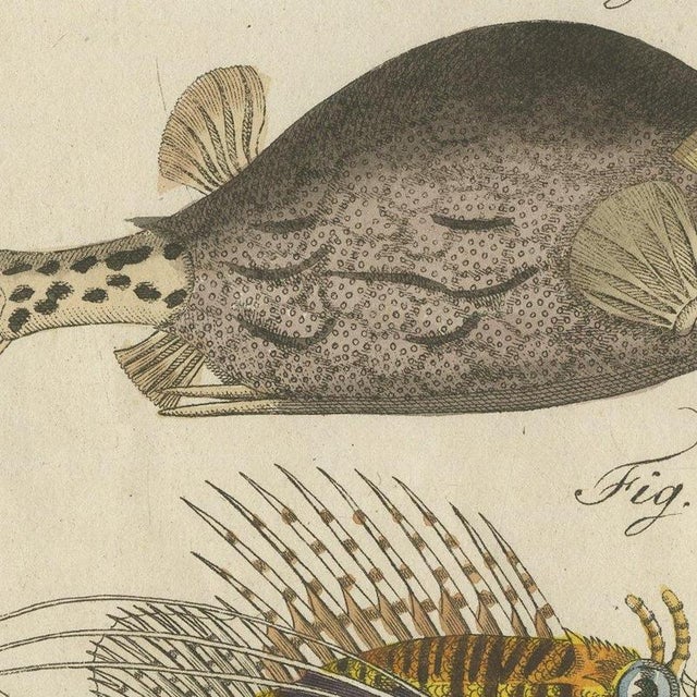 Paper Bertuch, Lionfish, Chimaera, Scorpionfish and Boxfish, 1805, Print For Sale - Image 7 of 12