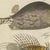 Paper Bertuch, Lionfish, Chimaera, Scorpionfish and Boxfish, 1805, Print For Sale - Image 7 of 12