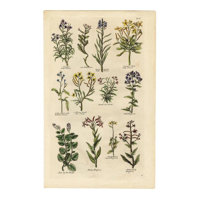 "Wall Flower, Sea Stock, Hesperis" Engraving C. 18th Century For Sale