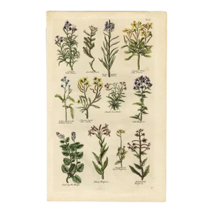 "Wall Flower, Sea Stock, Hesperis" Engraving C. 18th Century