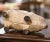 Mid-Century French Painted Cast Iron Piggy Bank Sculpture For Sale - Image 9 of 10