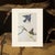 Printmaking Materials 1966 Eastern Bluebird, Cottage or Chinoiserie Print After Audubon For Sale - Image 7 of 9