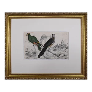 19th Century English Hand Colored Bird Engraving by Goldsmith