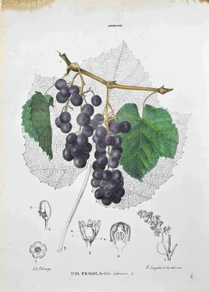 Vincenzo Tenore, The Ampelites, Lithograph, 1870s