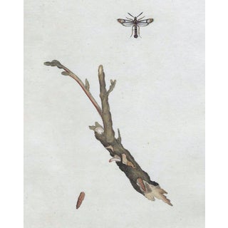 Antique Hand Colored English Insect Engraving Earl 19th Century For Sale