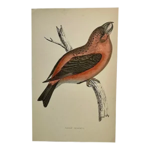 Antique Hand Tinted Bird Print From England Featuring a Vibrant Red Parrot Crossbill - Circa 1888