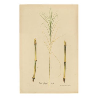 Sugarcane, 1892, Paper For Sale