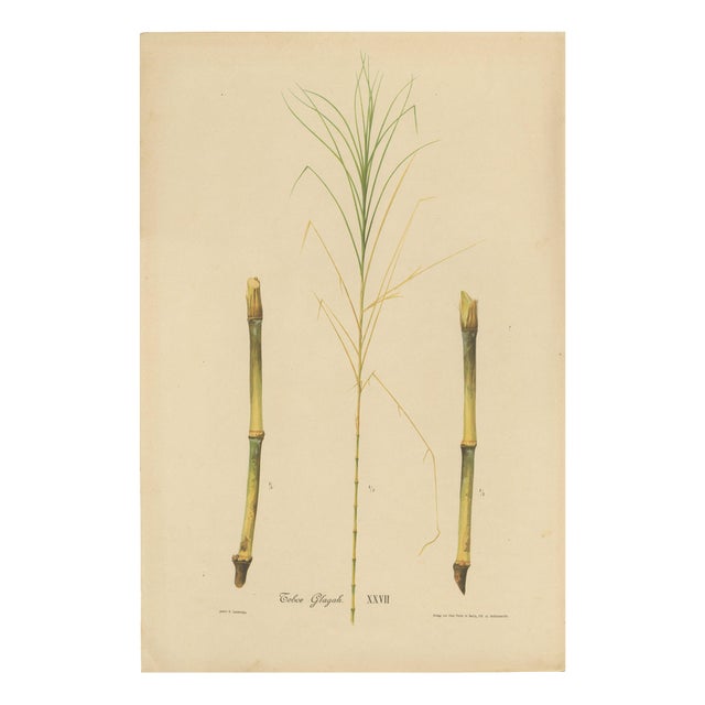 Sugarcane, 1892, Paper For Sale
