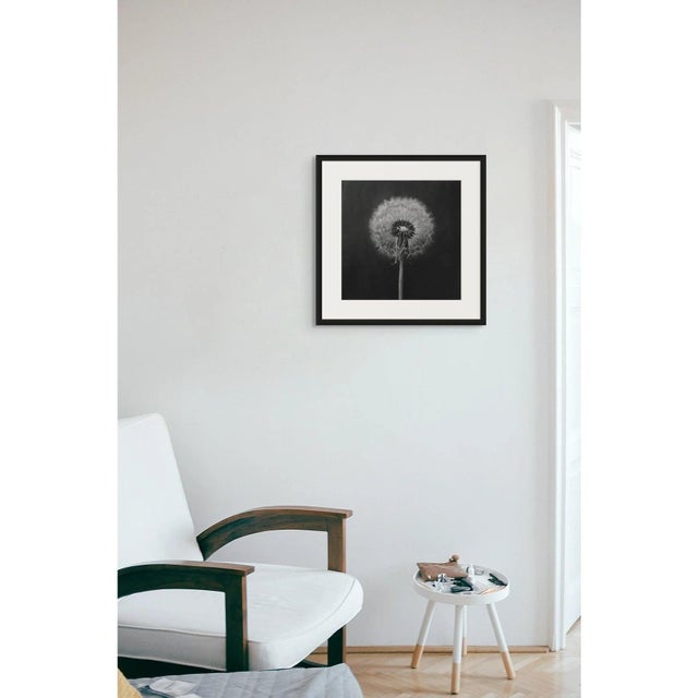 Mid-Century Modern Dandelion No. 2 — Black and White Botanical Print After an Original 1950s Mezzotint, Unframed For Sale - Image 3 of 4