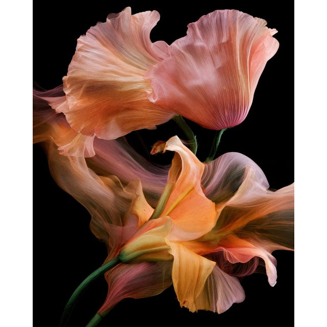 " Silken Bloom" Limited Edition Fine Art Photograph For Sale