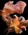 " Silken Bloom" Limited Edition Fine Art Photograph For Sale