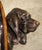 A perfect wall-mounted sculpture for any animal lover, this French medallion depicts a St. Hubert hound. Presented in...