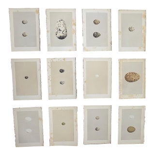 Antique 19th Century Hand Colored Egg Lithographs - Set of 12 For Sale