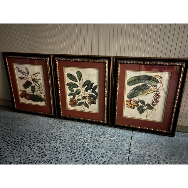 Traditional Gold & Leather Framed Botanicals "Foliage, Flowers & Fruit" by John Richards- Set of 3 For Sale - Image 3 of 11