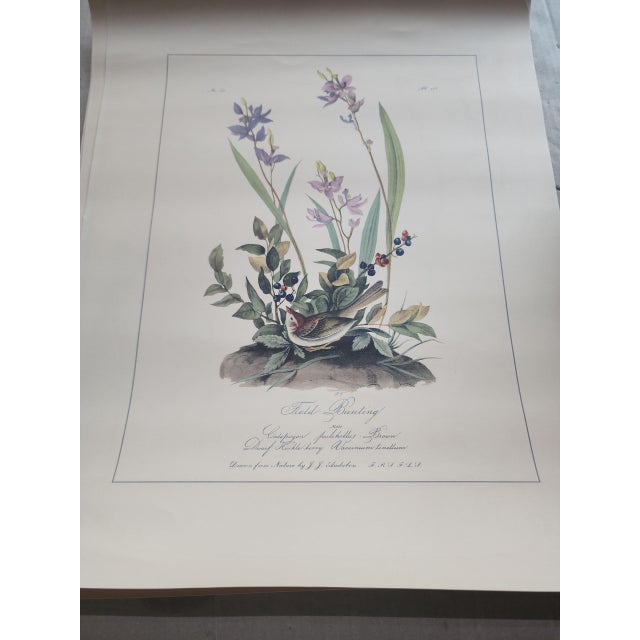 1950s 1950s Northwestern Mutual Life Folio Audubon's Birds of America Prints - Set of Four For Sale - Image 5 of 5