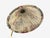 1940s Swedish Modern, Floor Lamp, Elm, Brass, Cord, Beige Fabric For Sale - Image 9 of 12