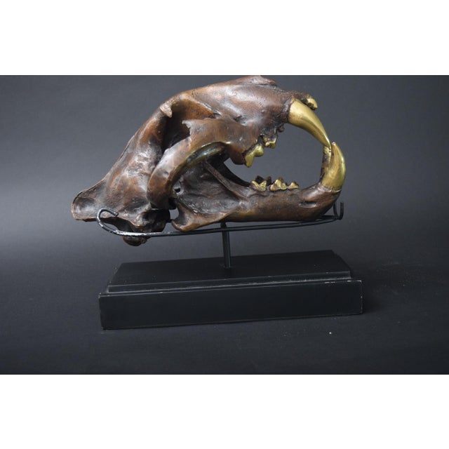 Big Cat Skull Sculpture on Black Display Stand, 1990s For Sale - Image 6 of 10