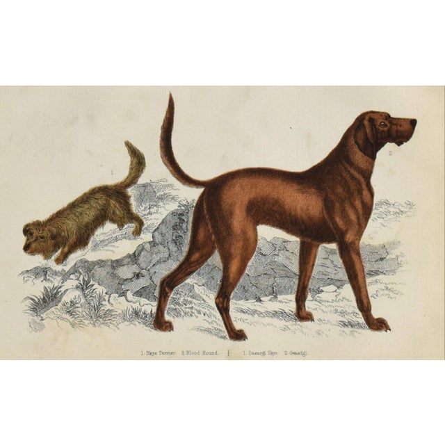 19th Century English Handcolored Hunting Dog/ Hound Engraving by Goldsmith For Sale - Image 4 of 5
