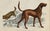 19th Century English Handcolored Hunting Dog/ Hound Engraving by Goldsmith For Sale - Image 4 of 5