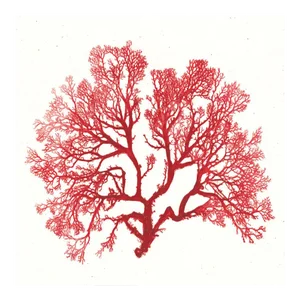 Bradbury Seaweeds 06, Unframed Artwork