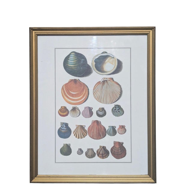 Late 20th Century Vintage Coastal Seashell Clamshell Framed Prints- Set of 3 For Sale - Image 5 of 11