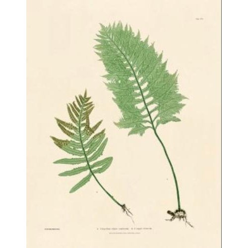 Green Botanical Ferns by Henry Bradbury- Plates 10-18 - Set of 9 For Sale - Image 8 of 10