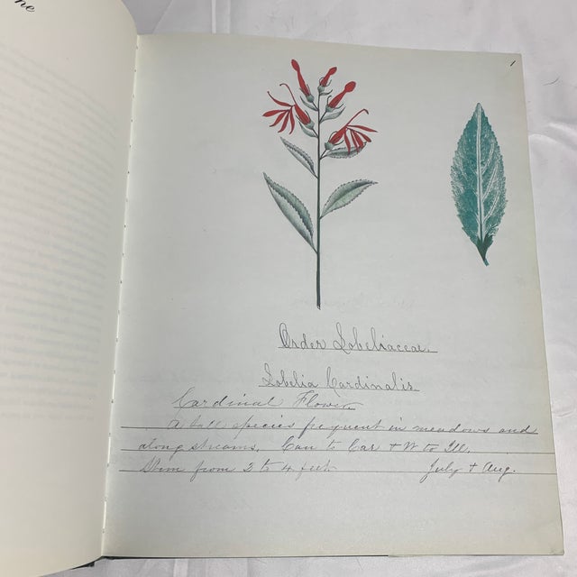 1990s A Shaker Sister’s Drawings - Wild Plants Illustrated by Cora Helena Sarle - Hardcover Book - 1997 For Sale - Image 5 of 10