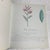 1990s A Shaker Sister’s Drawings - Wild Plants Illustrated by Cora Helena Sarle - Hardcover Book - 1997 For Sale - Image 5 of 10