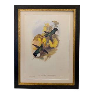 1990s Framed Print, White-Tailed Sabrewing Hummingbird (Plate 46- Hill House Edition) Reproduction Print After John Gould For Sale