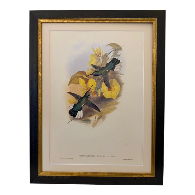 1990s Framed Print, White-Tailed Sabrewing Hummingbird (Plate 46- Hill House Edition) Reproduction Print After John Gould For Sale