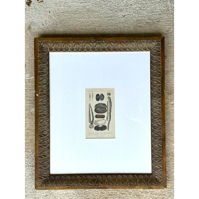 Mid 20th Century Vintage Undersea Specimen Print in Carved Wood Frame For Sale - Image 5 of 12
