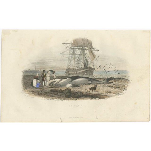 After Édouard Traviès, Le Requin (Shark), 1840, Hand-Colored Engraving For Sale - Image 3 of 10