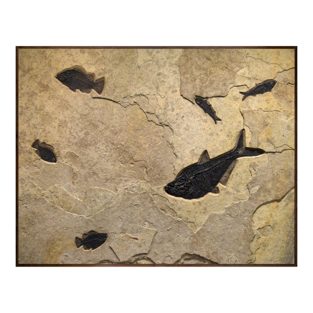 50 Million Year Old Fossil Fish Mural 7742cm For Sale