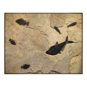 50 Million Year Old Fossil Fish Mural 7742cm